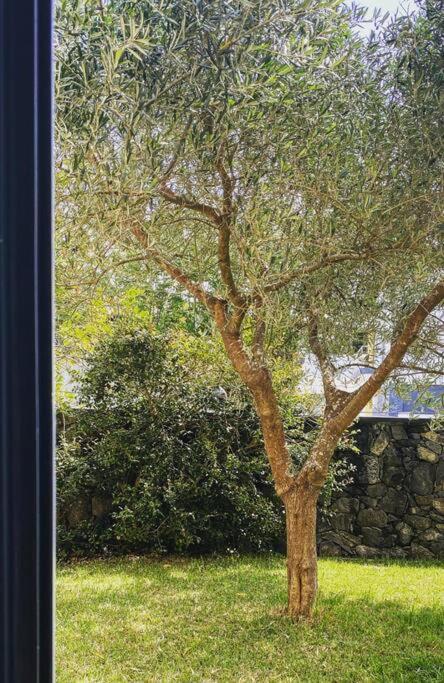 Casa Raiz Villa Ponta Delgada Dış mekan fotoğraf