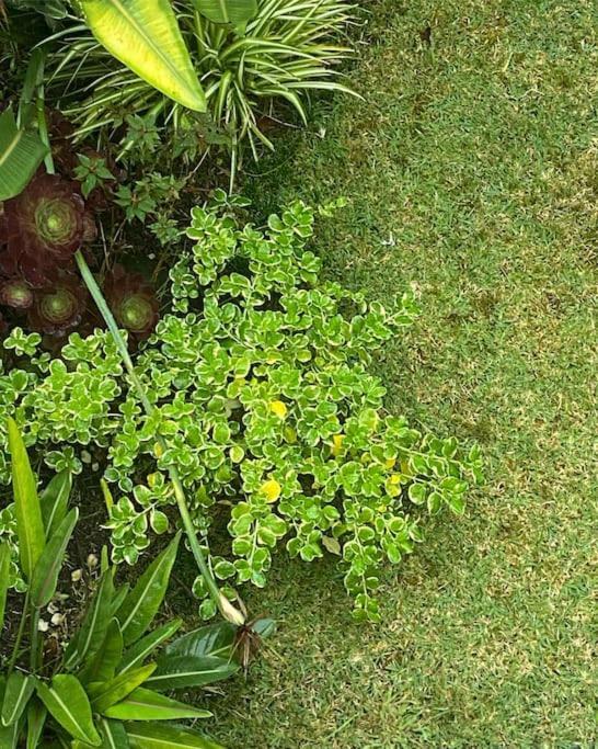 Casa Raiz Villa Ponta Delgada Dış mekan fotoğraf
